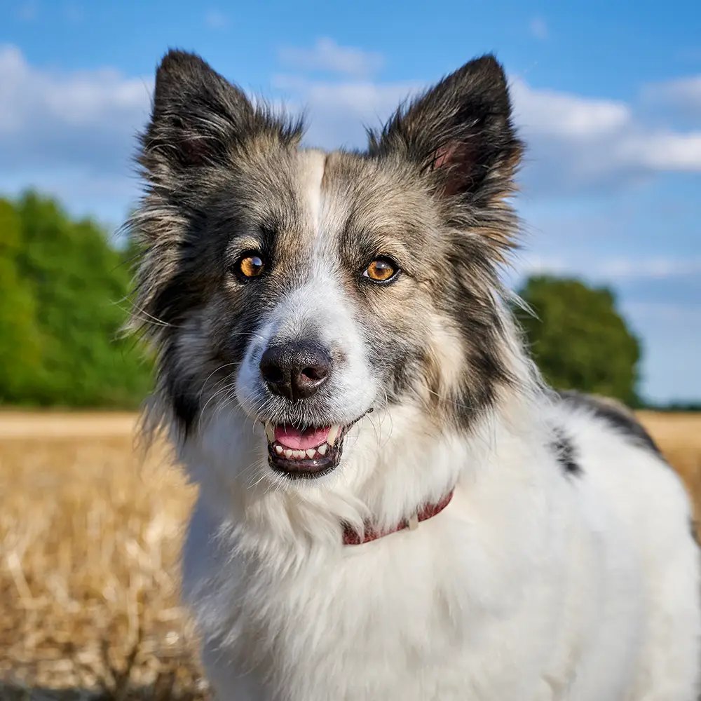 Weiß-grauer Hund mit aufgestellten Ohren auf einem Stoppelfeld