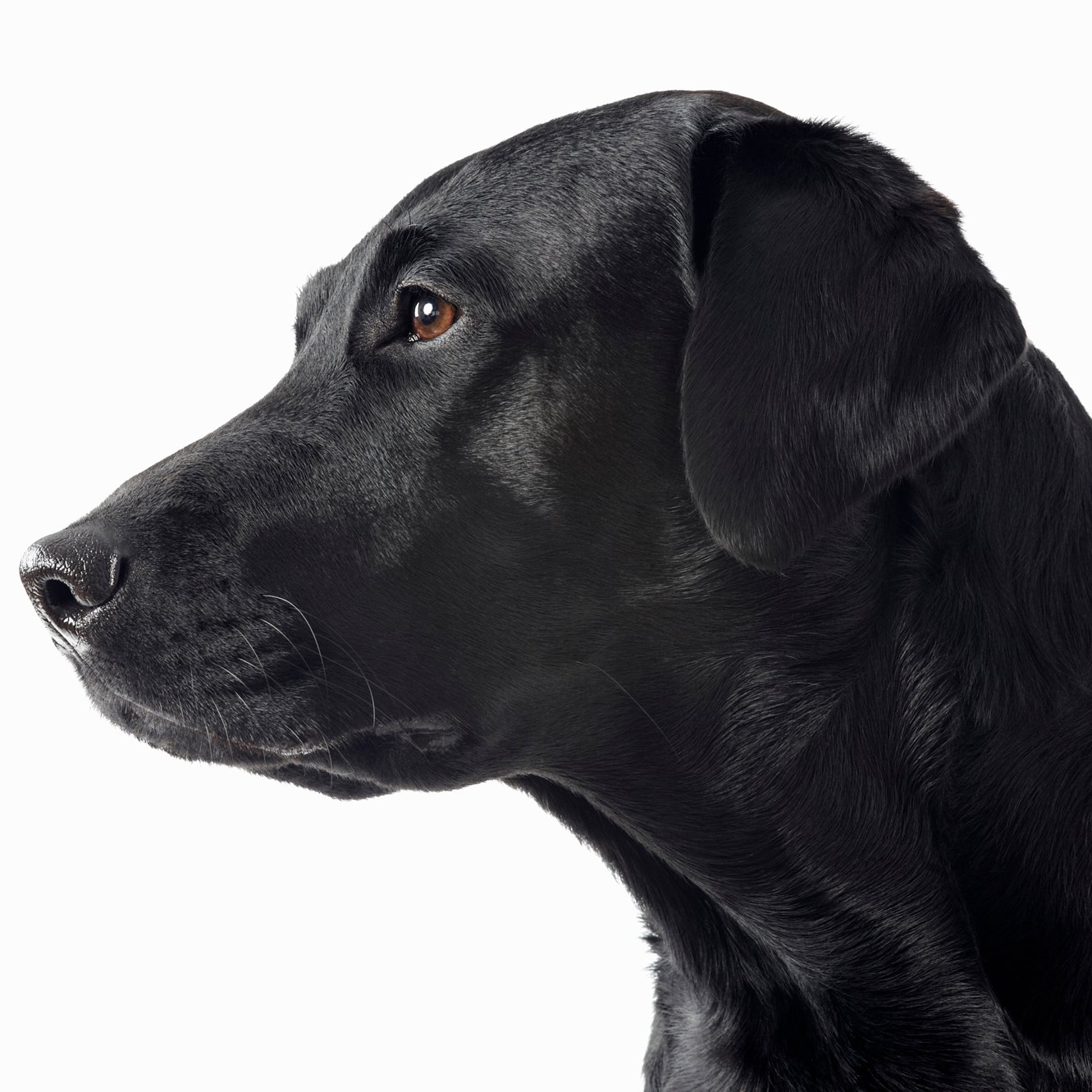 Schwarzer Labrador im Profil vor weißem Hintergrund