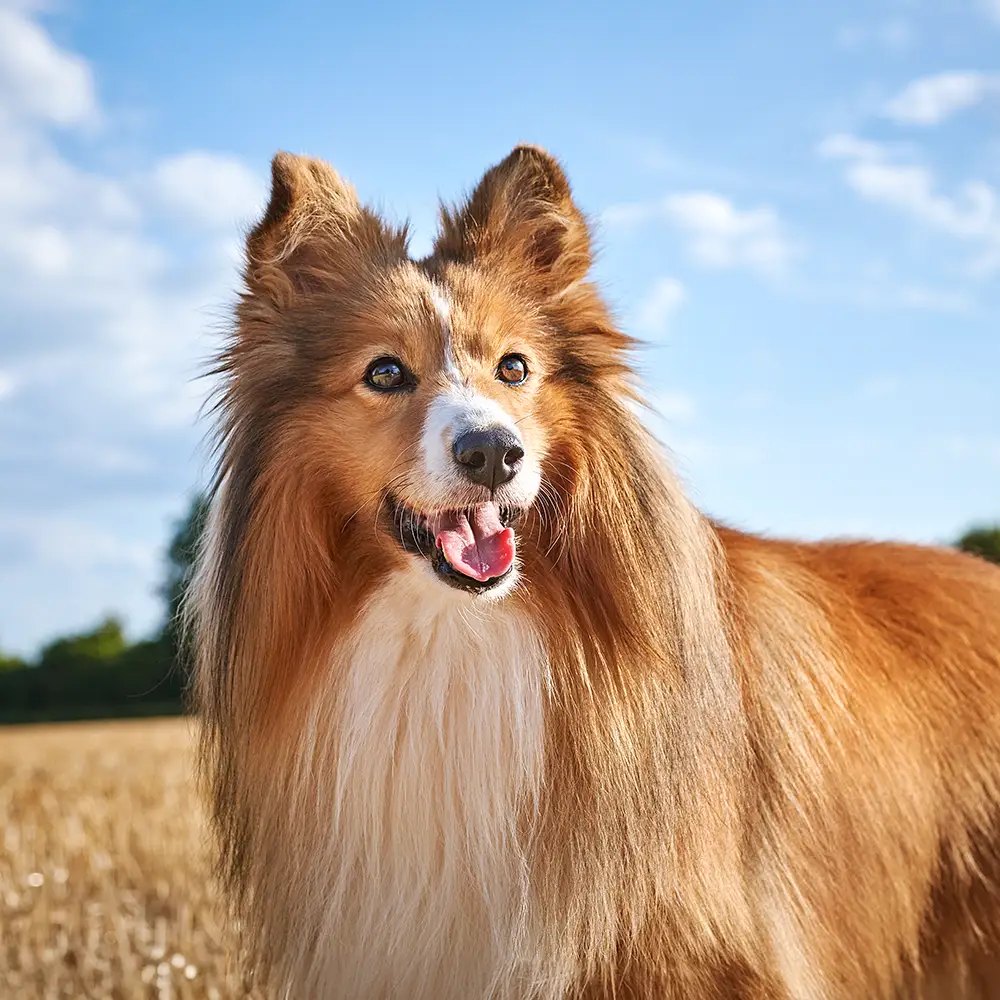 Sheltie steht aufmerksam auf einem Stoppelfeld