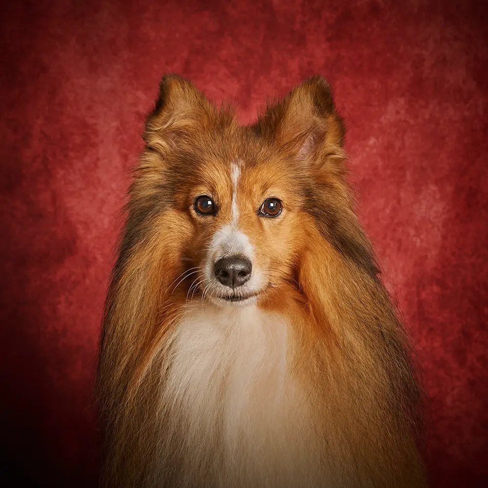 Studioportrait eines Shelties vor rotem Hintergrund