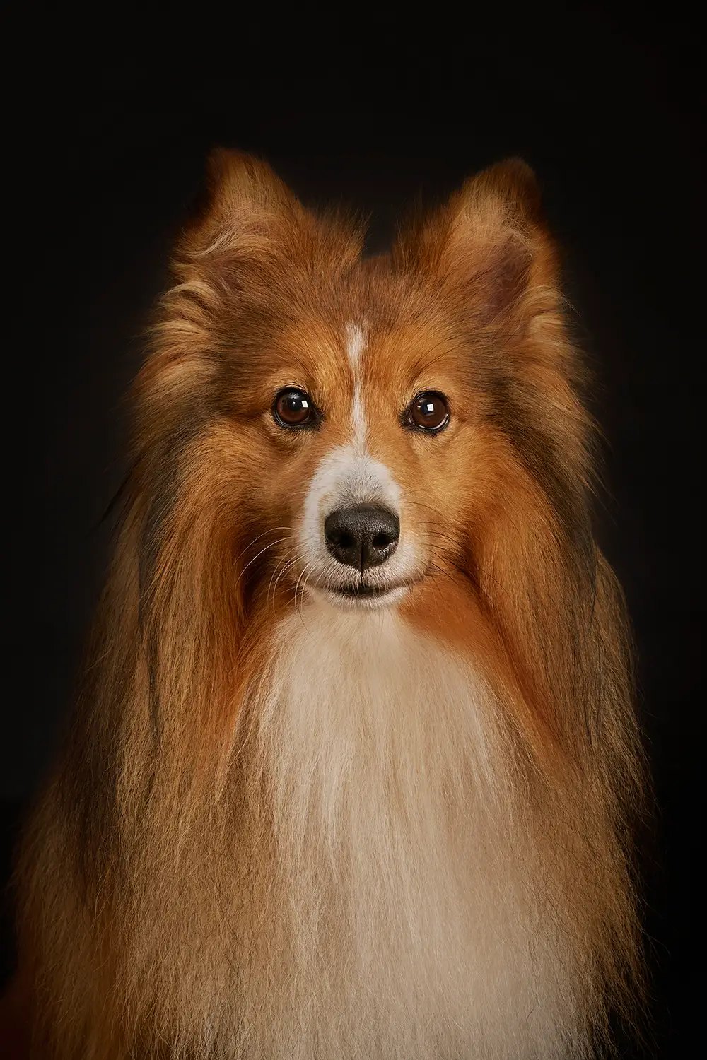Sheltie vor schwarzem Studiohintergrund