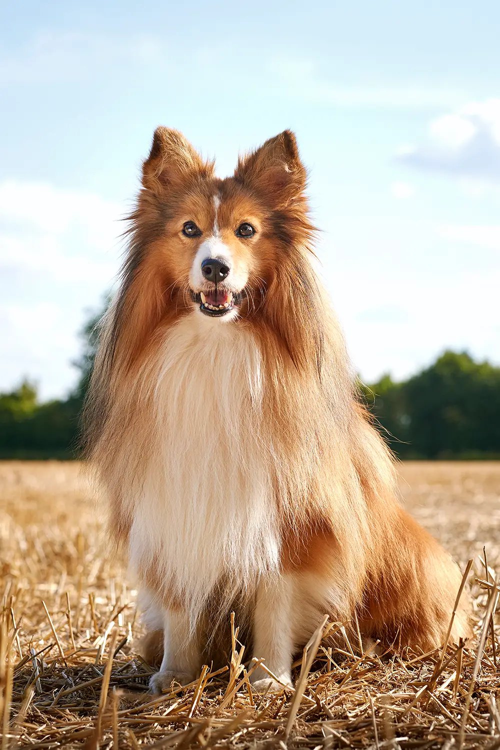 Sheltie sitzt auf einem abgeernteten Feld vor blauem Himmel