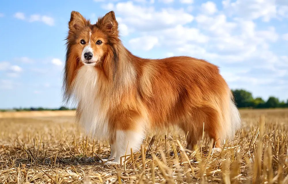 Sheltie steht im Stoppelfeld unter Wolkenhimmel