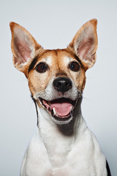 Terrier mit großen Ohren im Studio vor hellgrauem Hintergrund