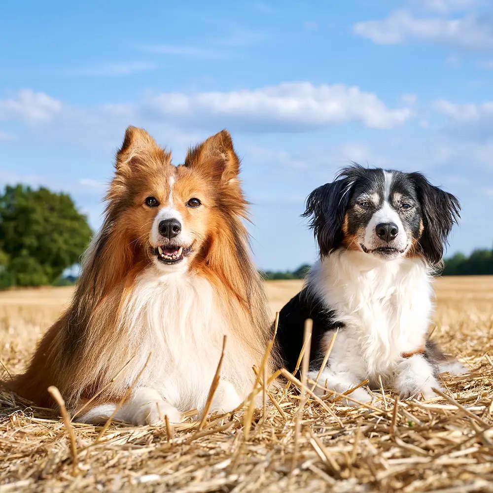 Zwei Hunde liegen nebeneinander auf einem Stoppelfeld