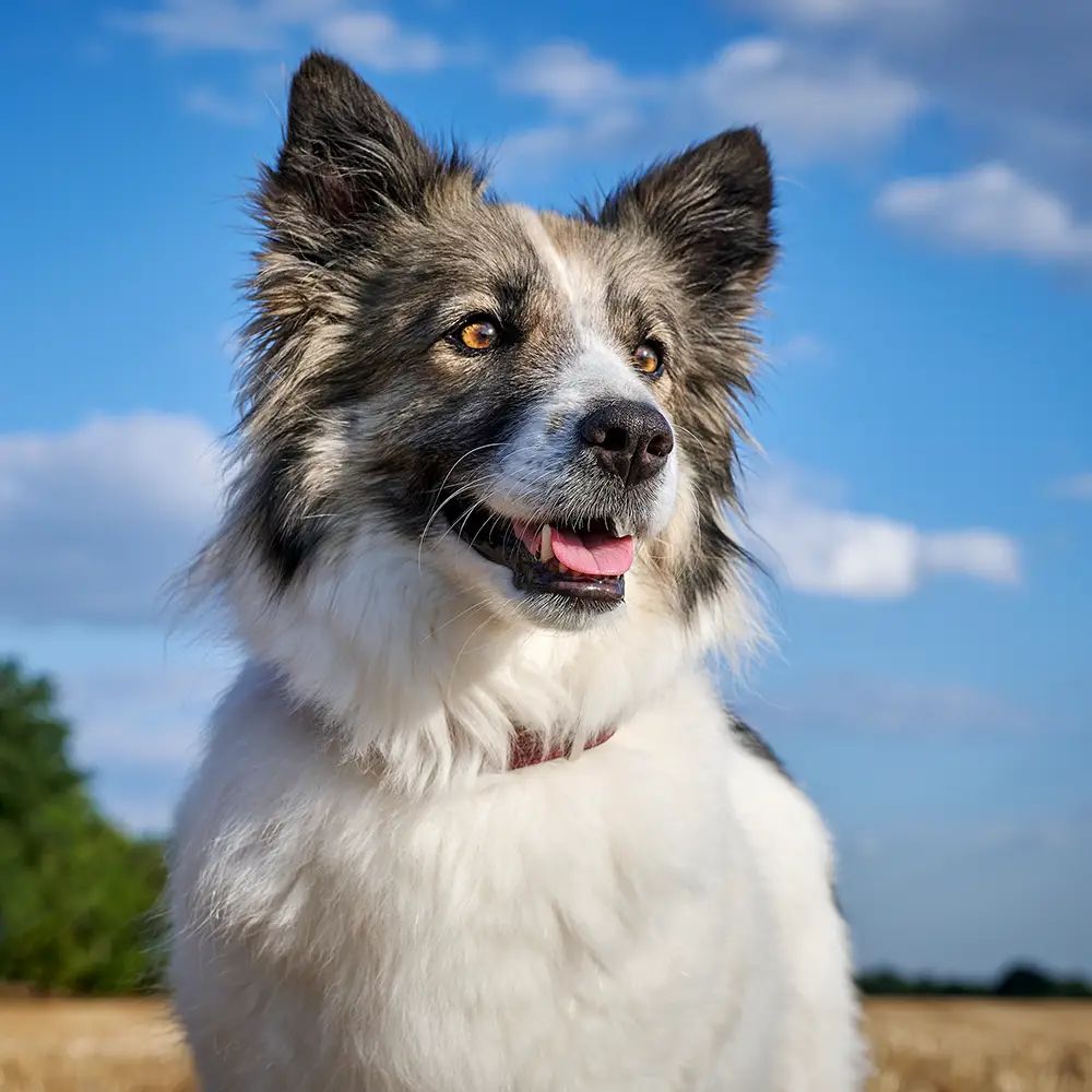 Portrait eines Hütehundes vor blauem Himmel