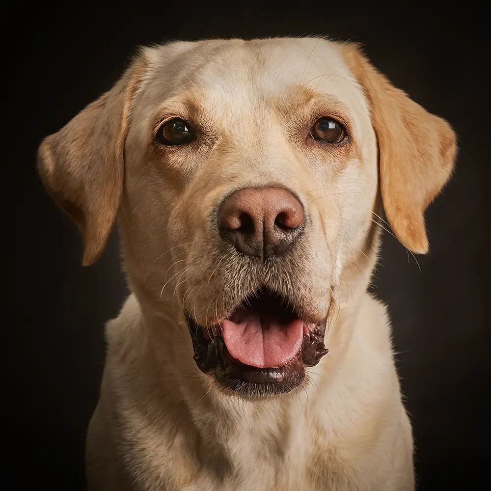 Heller Labrador im Studio