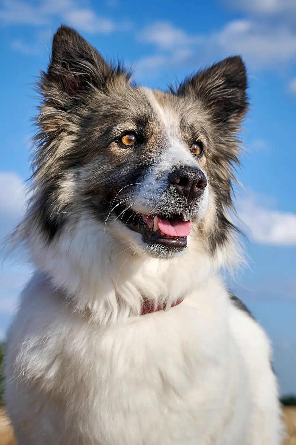 Portrait eines Hütehundes vor blauem Himmel
