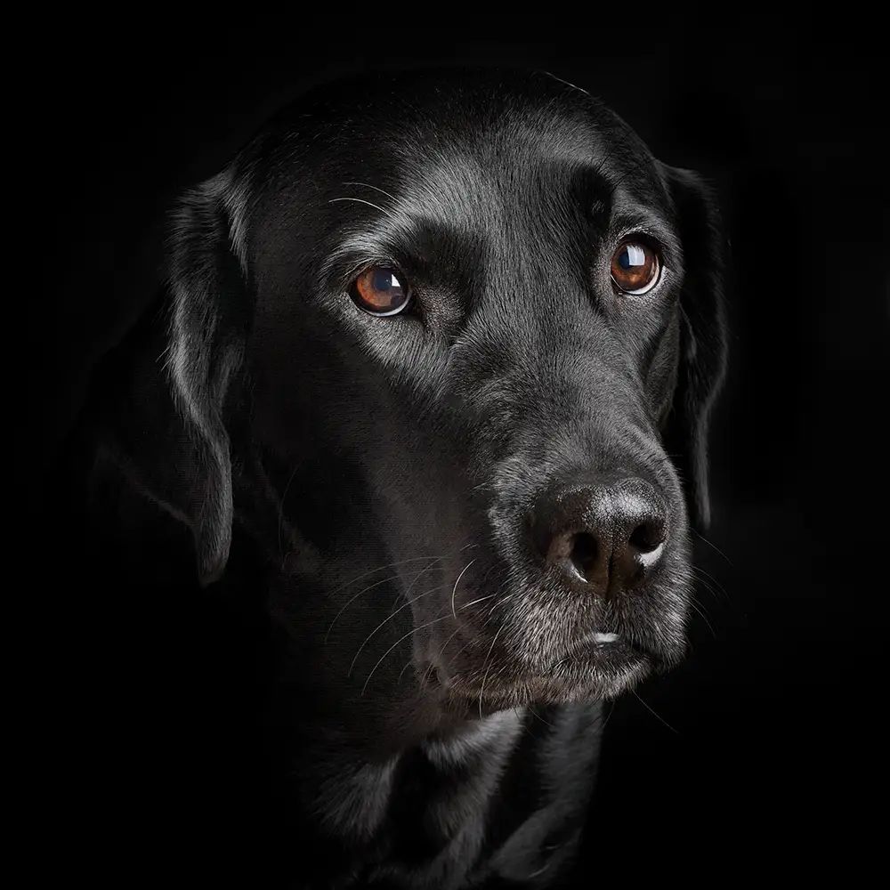 Portrait eines schwarzen Labradors im Studio
