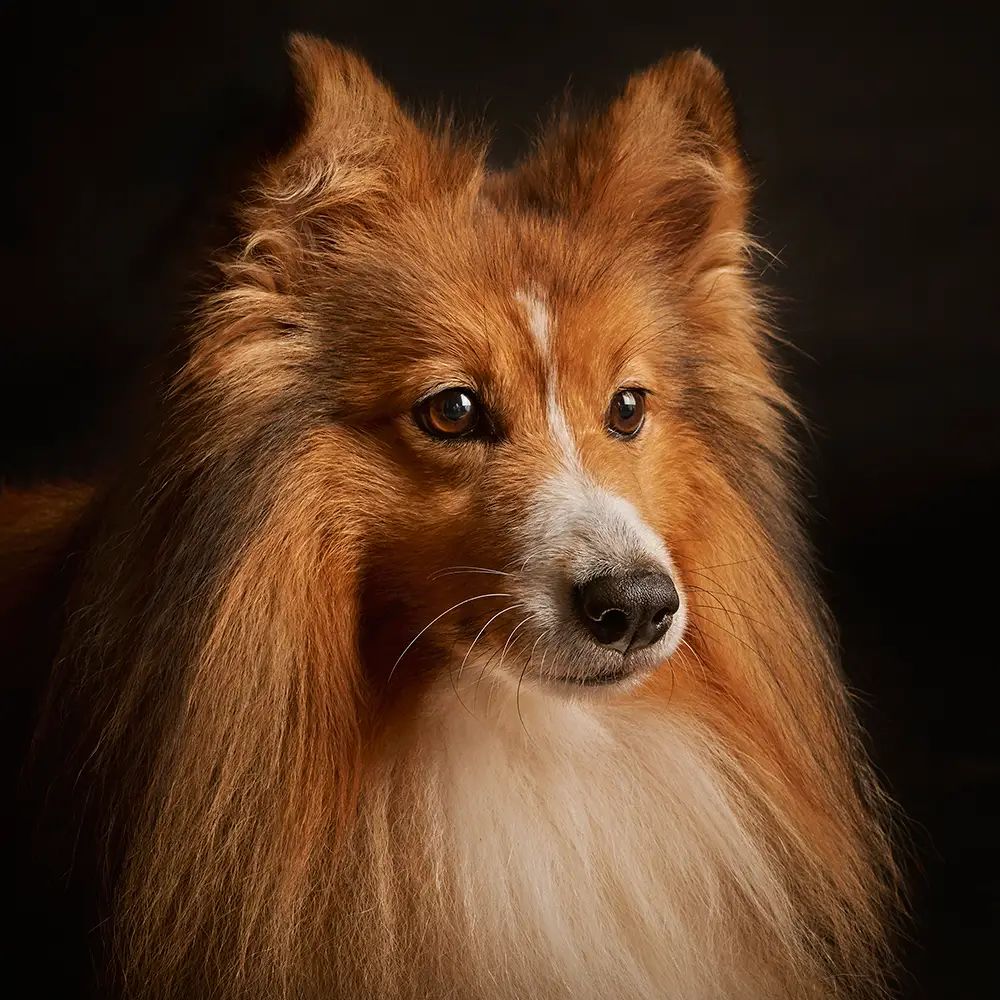 Portrait eines rotbraunen Shelties im Studio