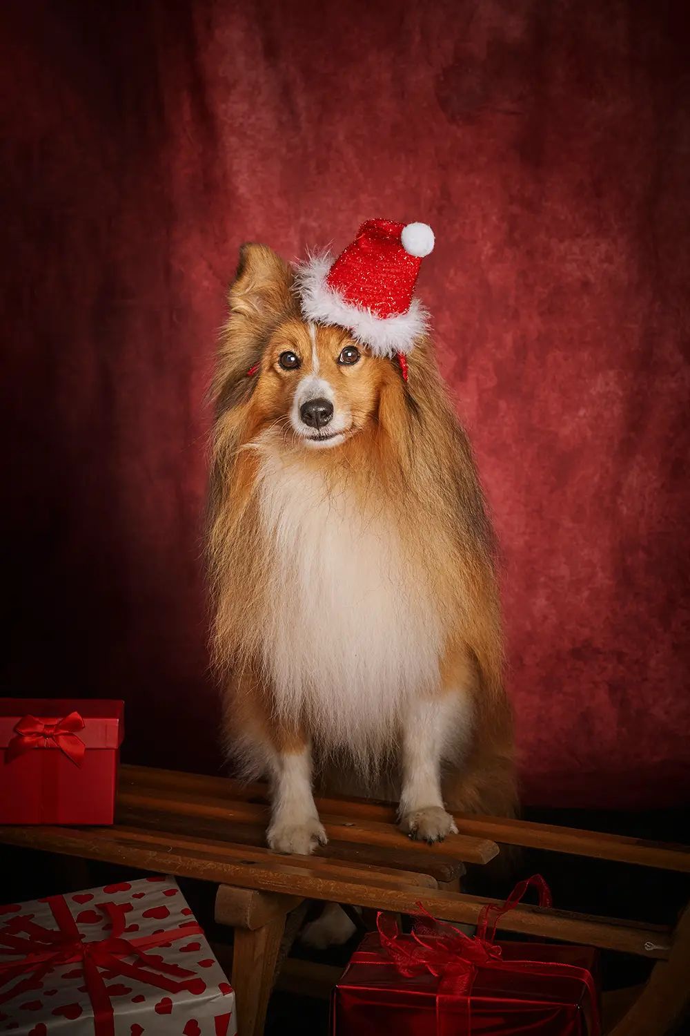 Sheltie mit Weihnachtsmütze auf einem alten Schlitten