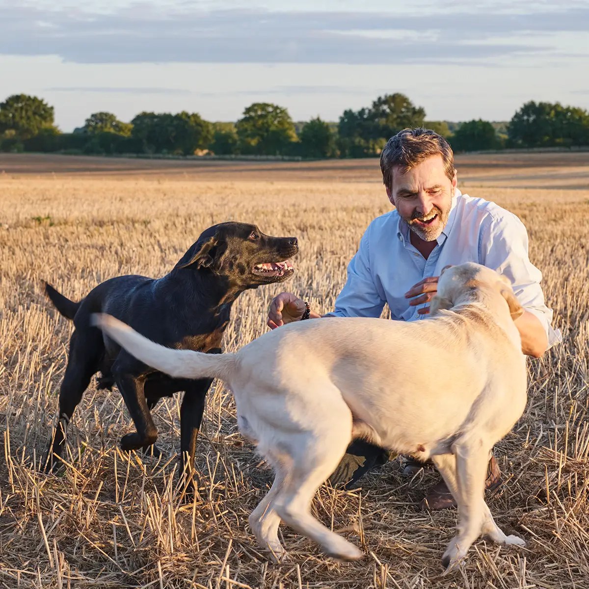 Uwe Krejci kniet lachend im Stoppelfeld und spielt mit seinen beiden Labradoren
