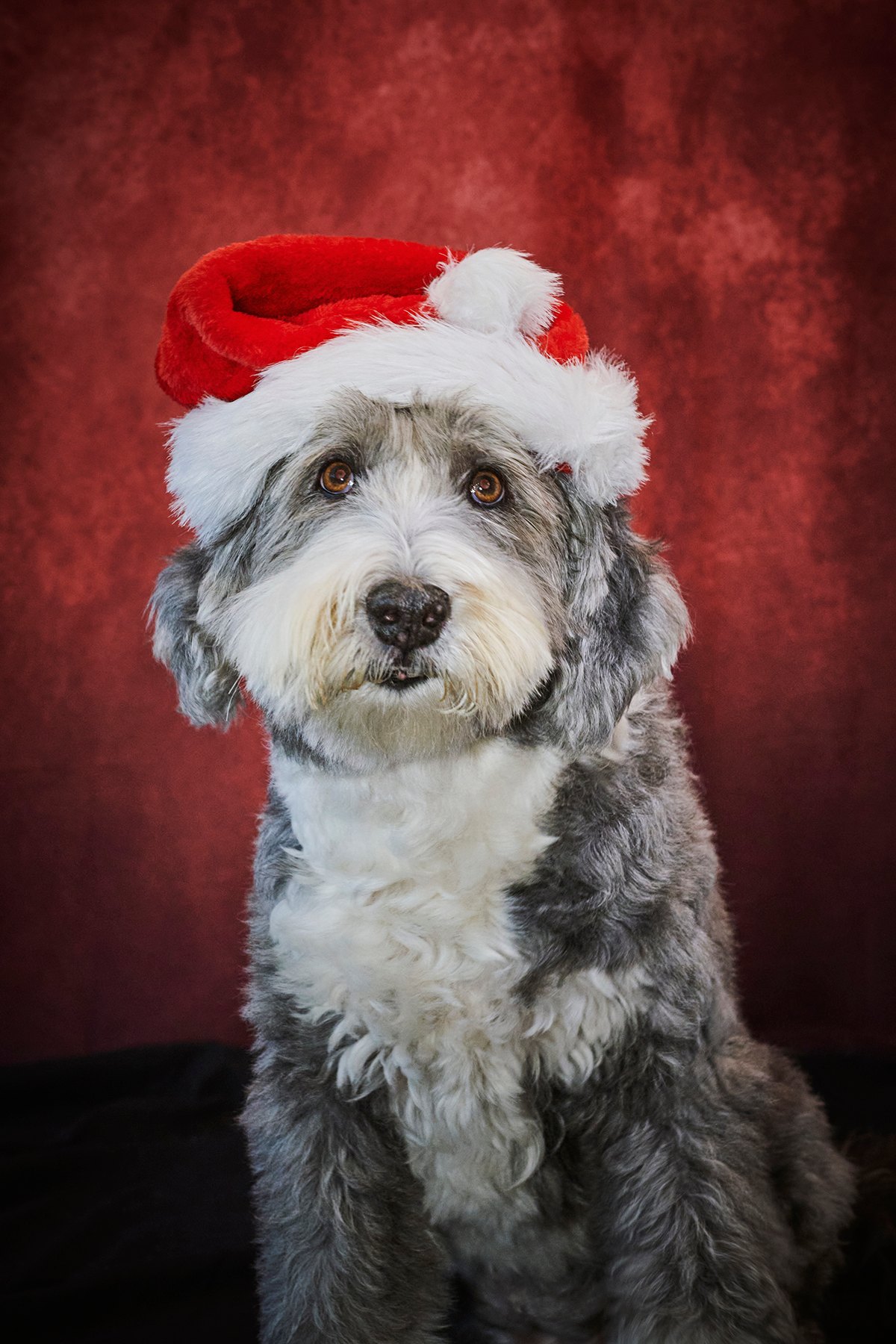 Grauer Hund mit großer Weihnachtsmütze vor rotem Hintergrund