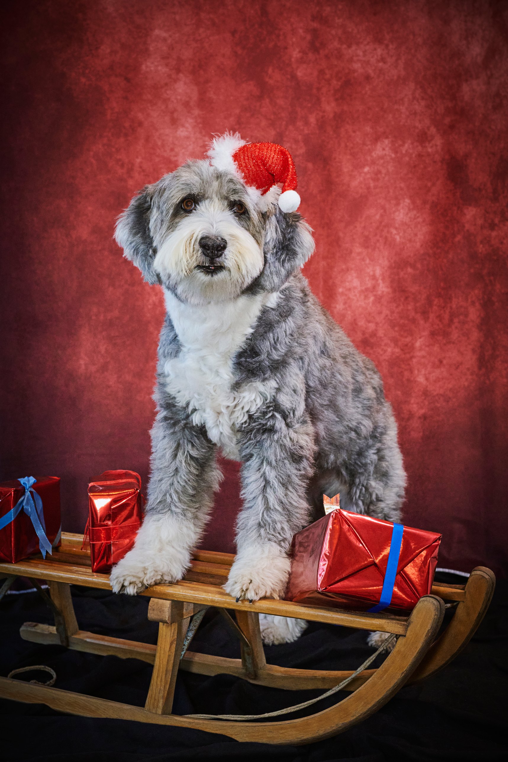 Grauer Hund mit roter Weihnachtsmütze auf einem Schlitten voller Geschenke