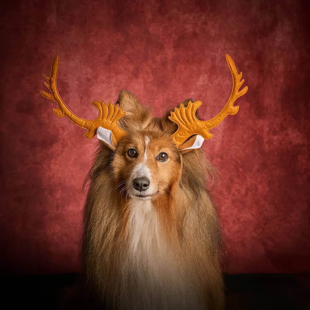 Sheltie mit Geweih als Rentier vor rotem Hintergrund