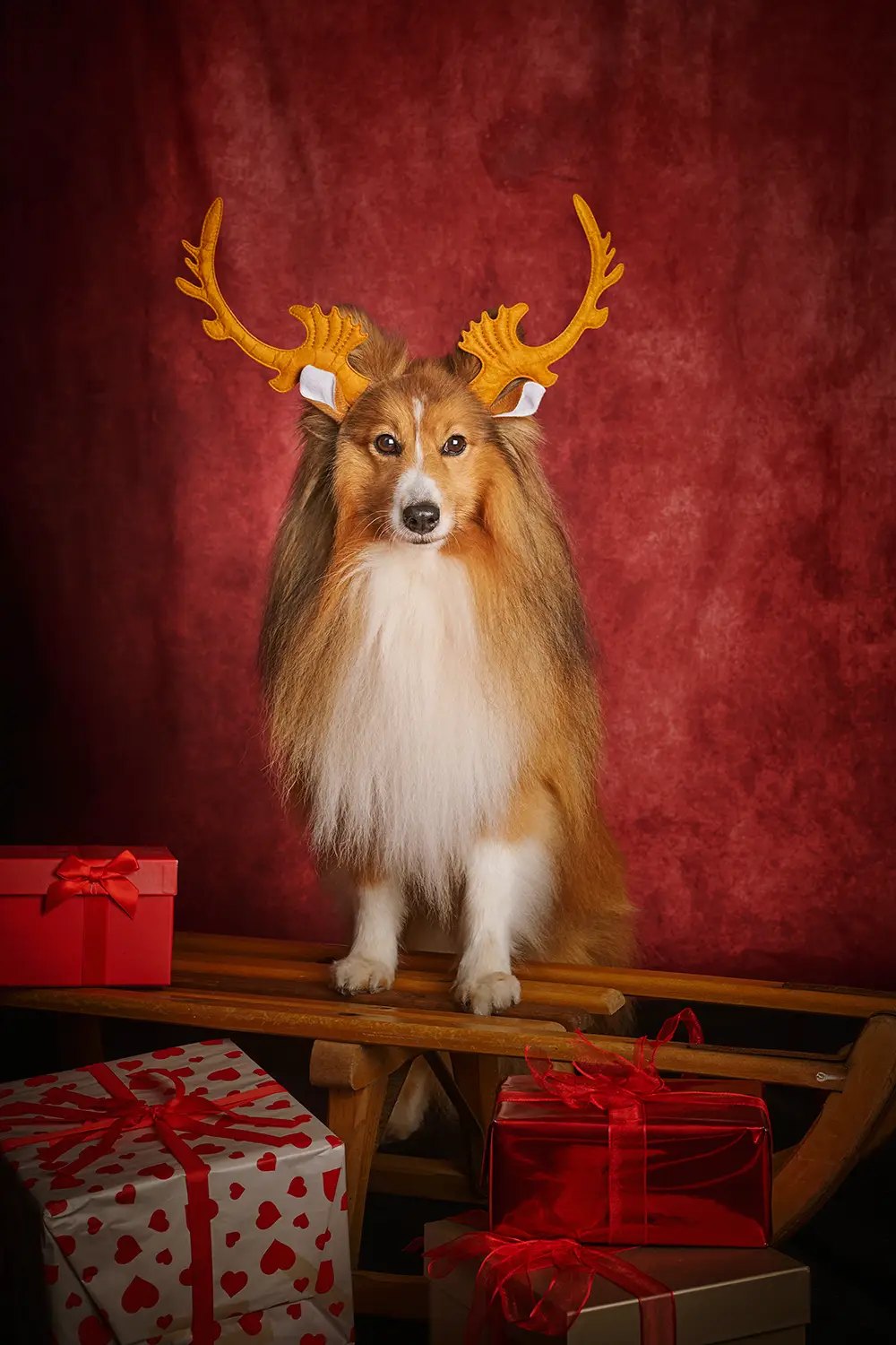 Sheltie mit Geweih sitzt auf einem Holzschlitten zwischen Geschenken